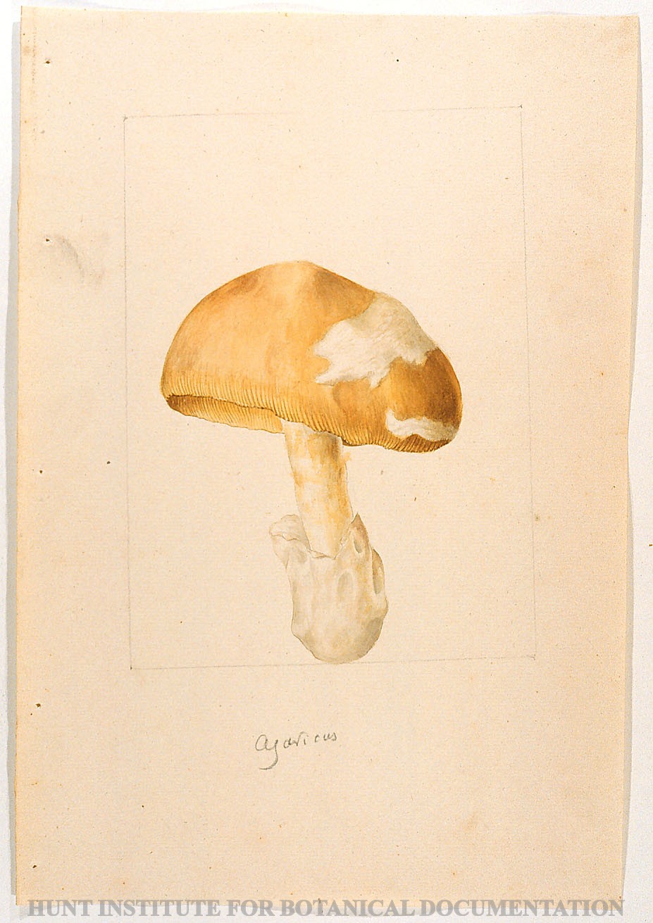 Torner Number 0531