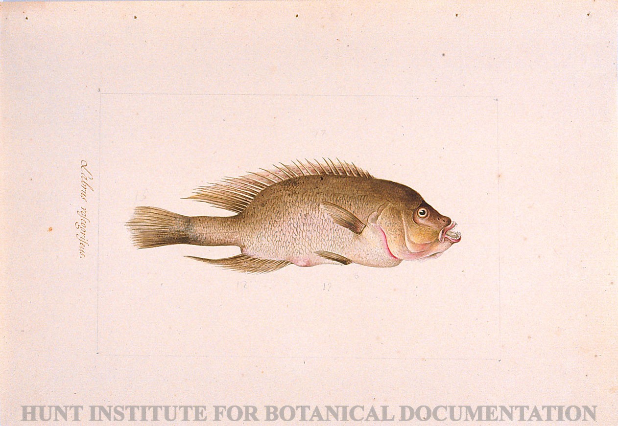 Torner Number 1181