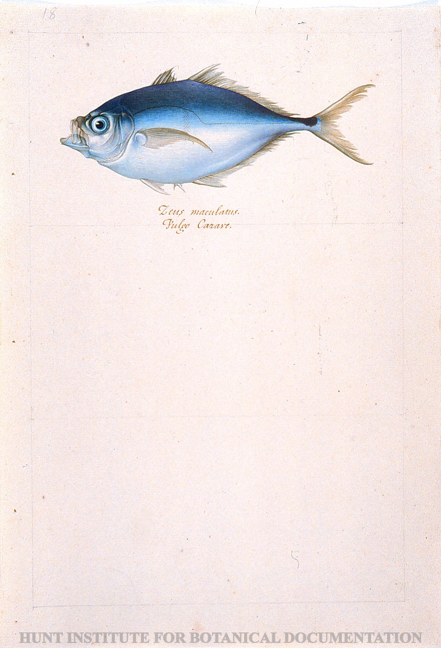 Torner Number 1216