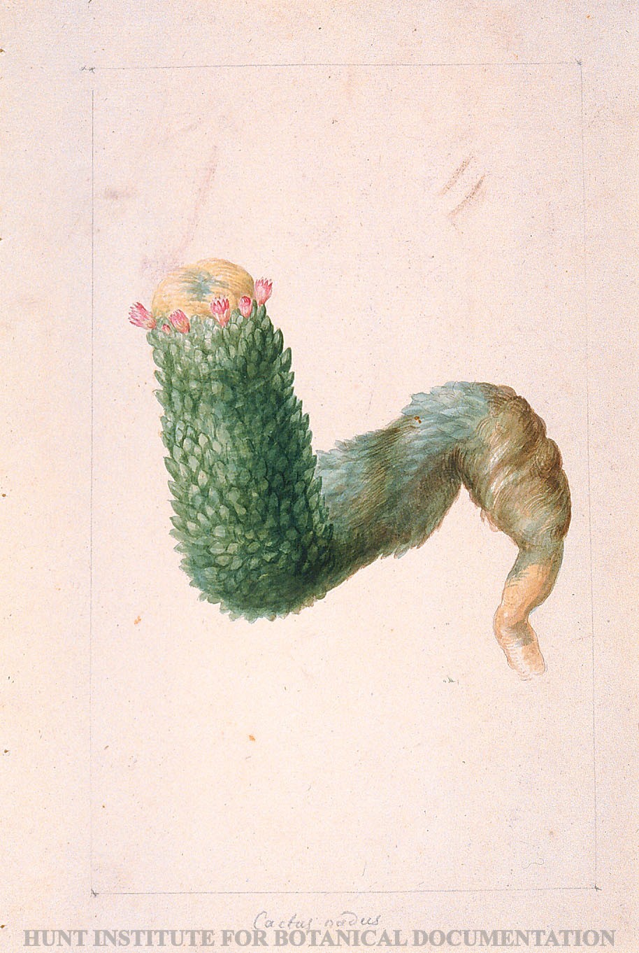 Torner Number 1782