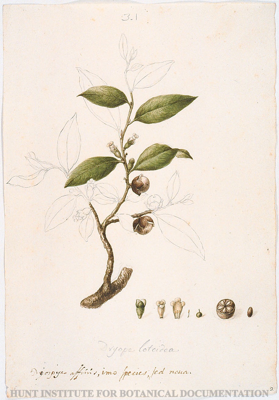 Torner Number 1821