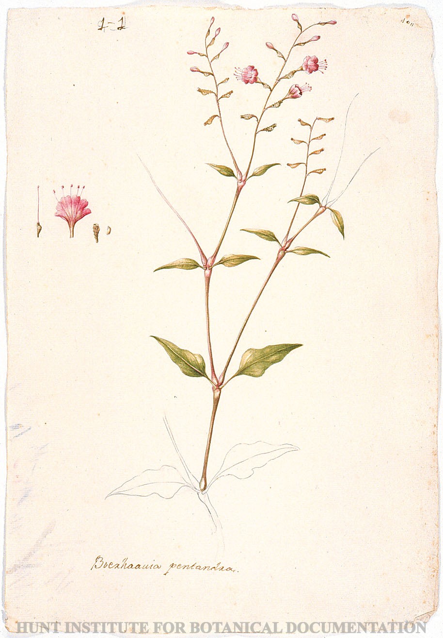 Torner Number 1851