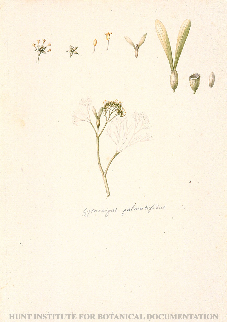 Torner Number 1852