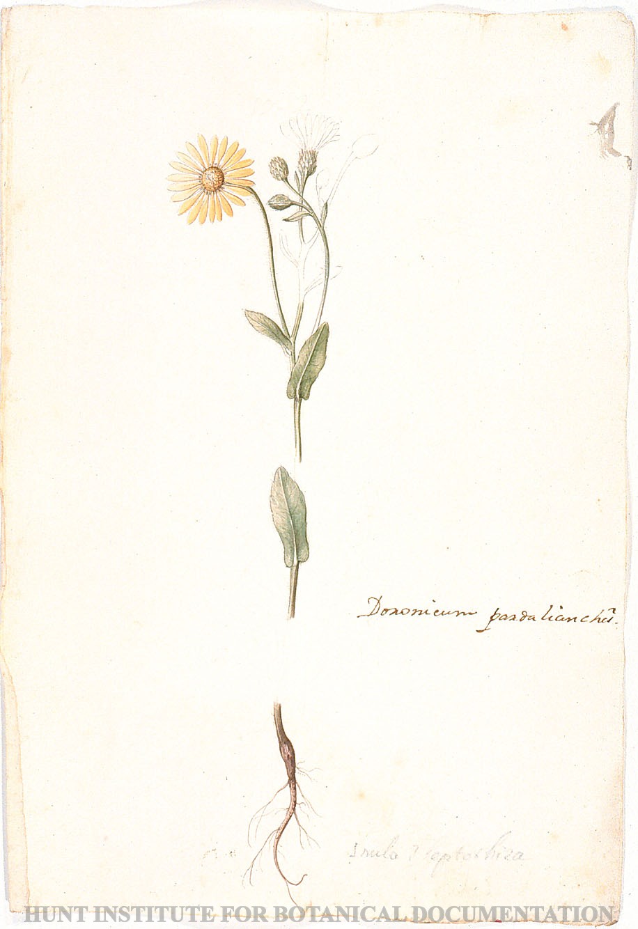 Torner Number 1854