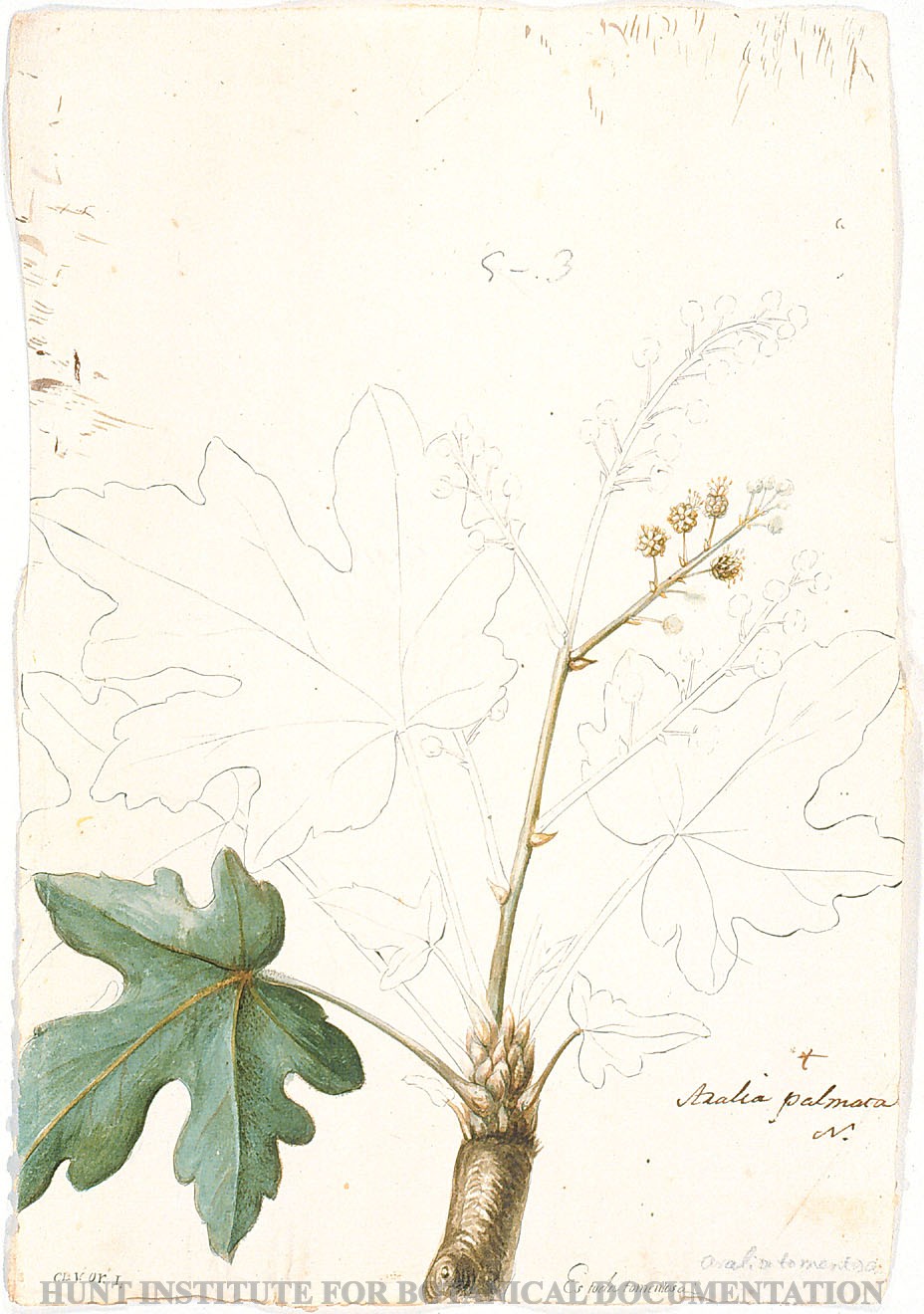 Torner Number 1855
