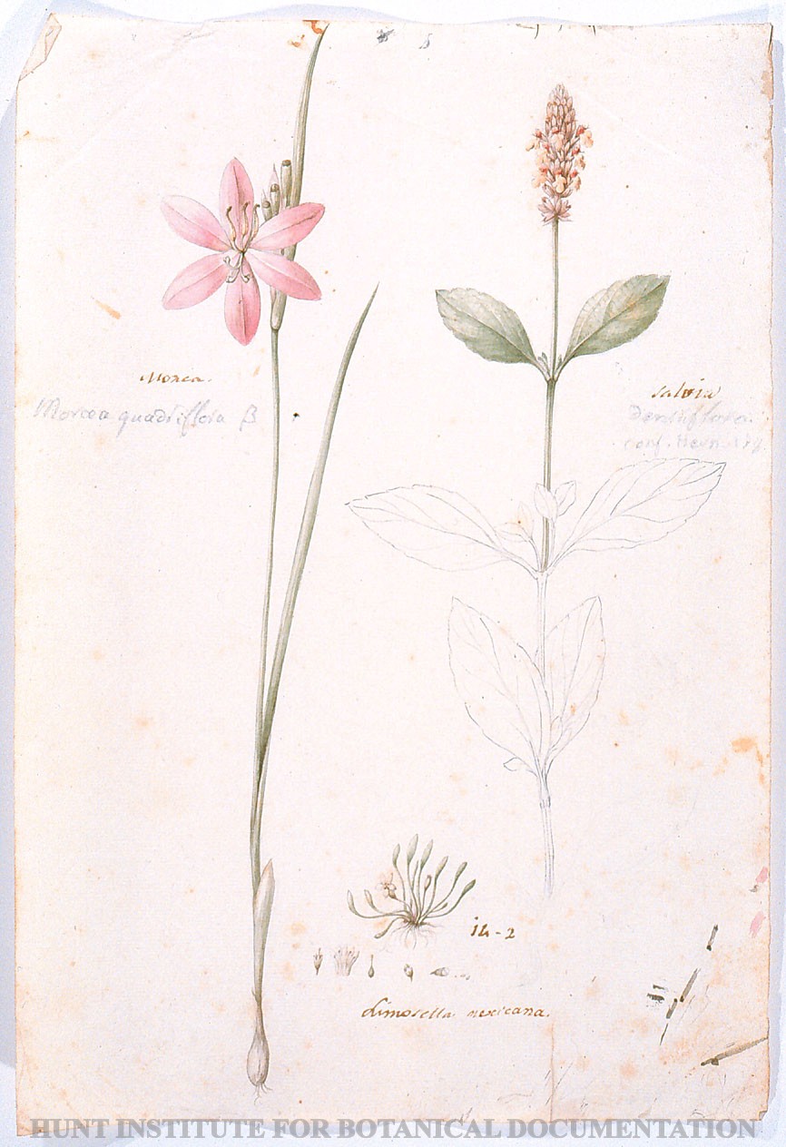 Torner Number 1856