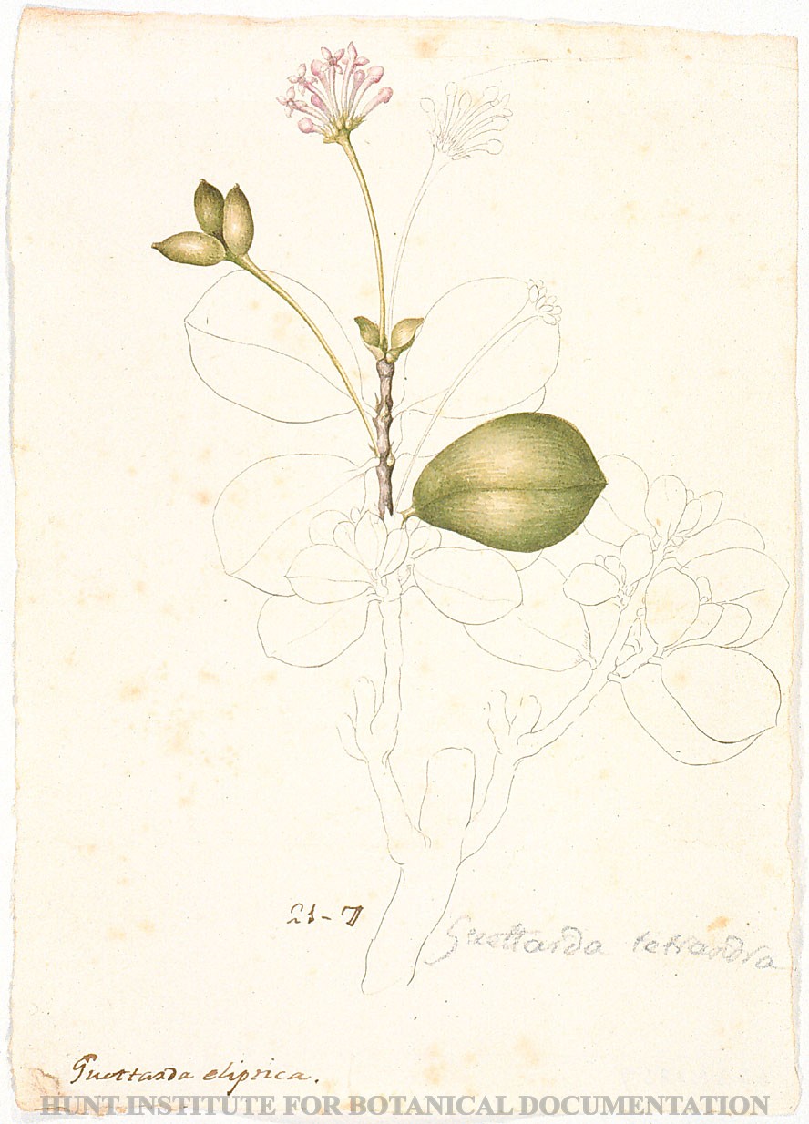Torner Number 1859