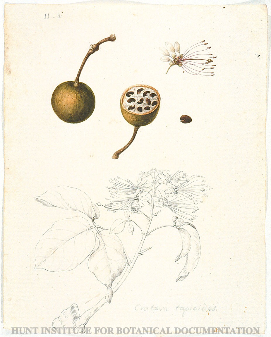 Torner Number 1860