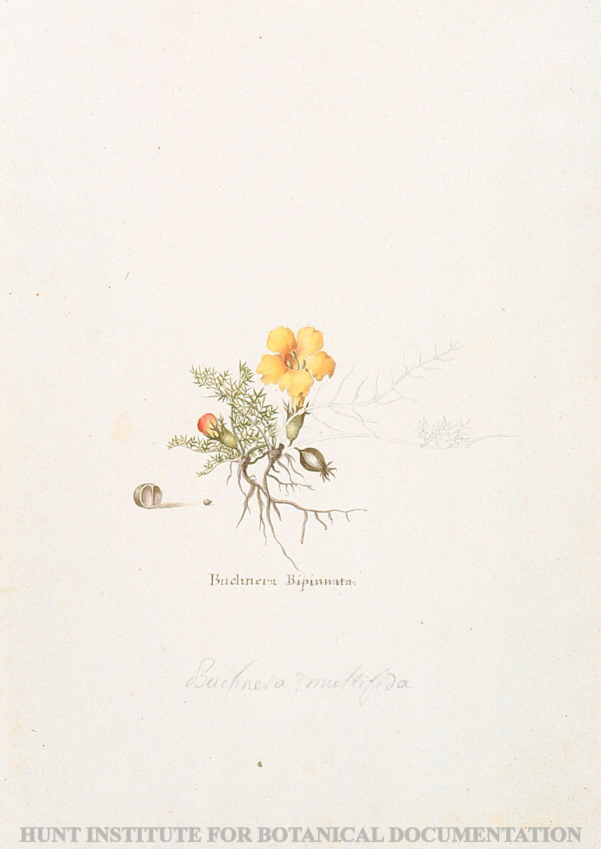 Torner Number 1861