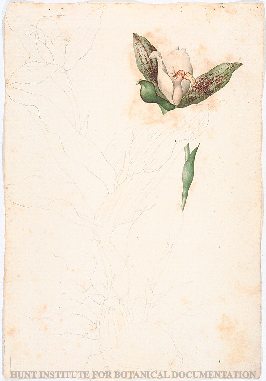 Torner Number 1862