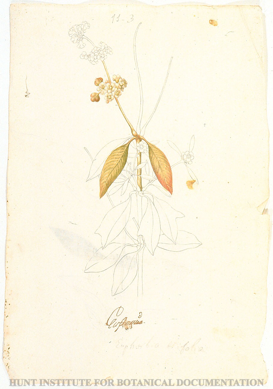 Torner Number 1864