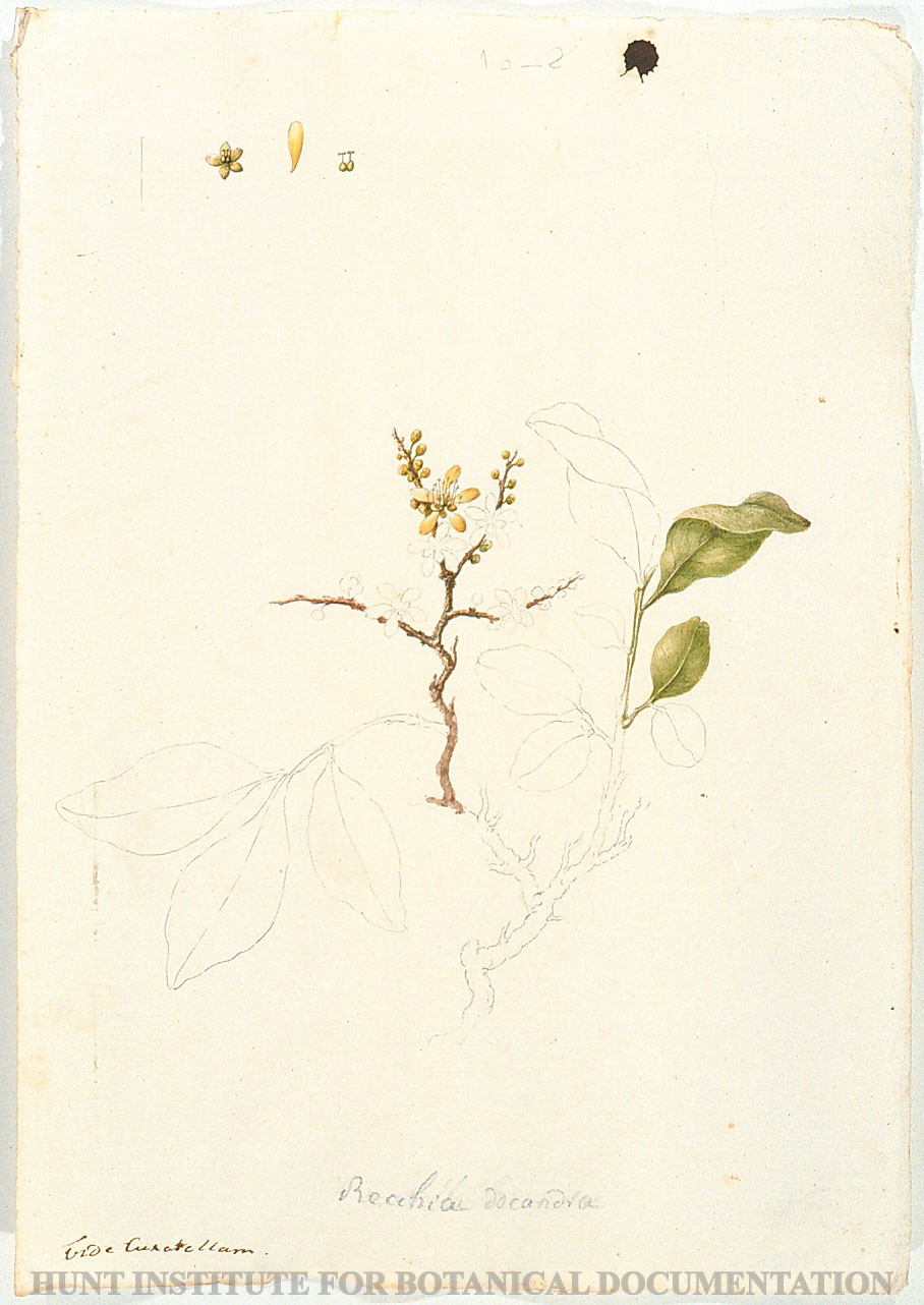 Torner Number 1865