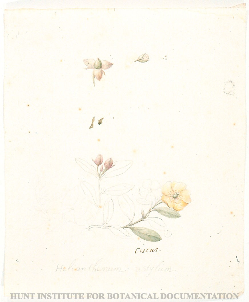 Torner Number 1866