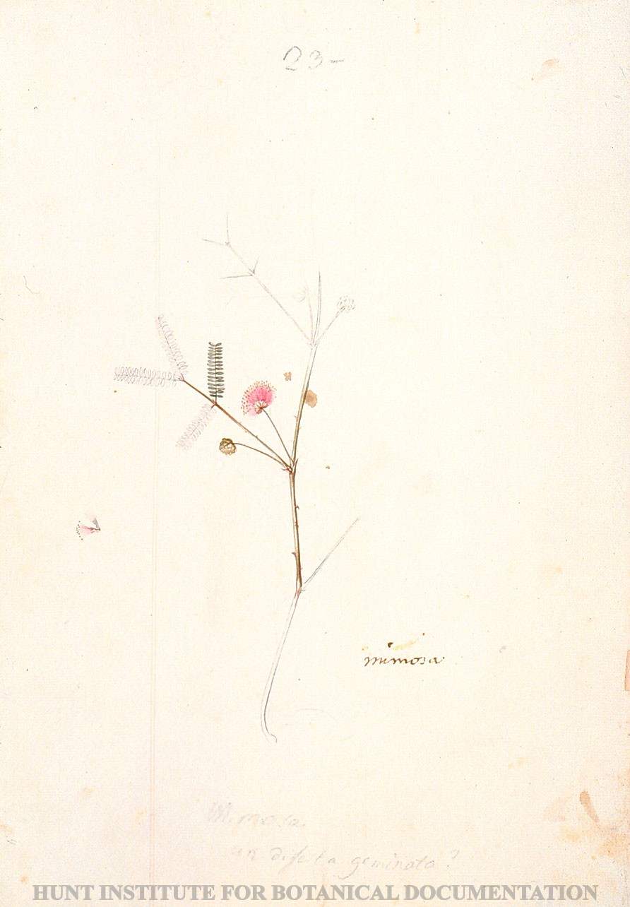 Torner Number 1867