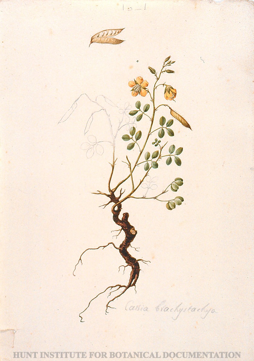 Torner Number 1868