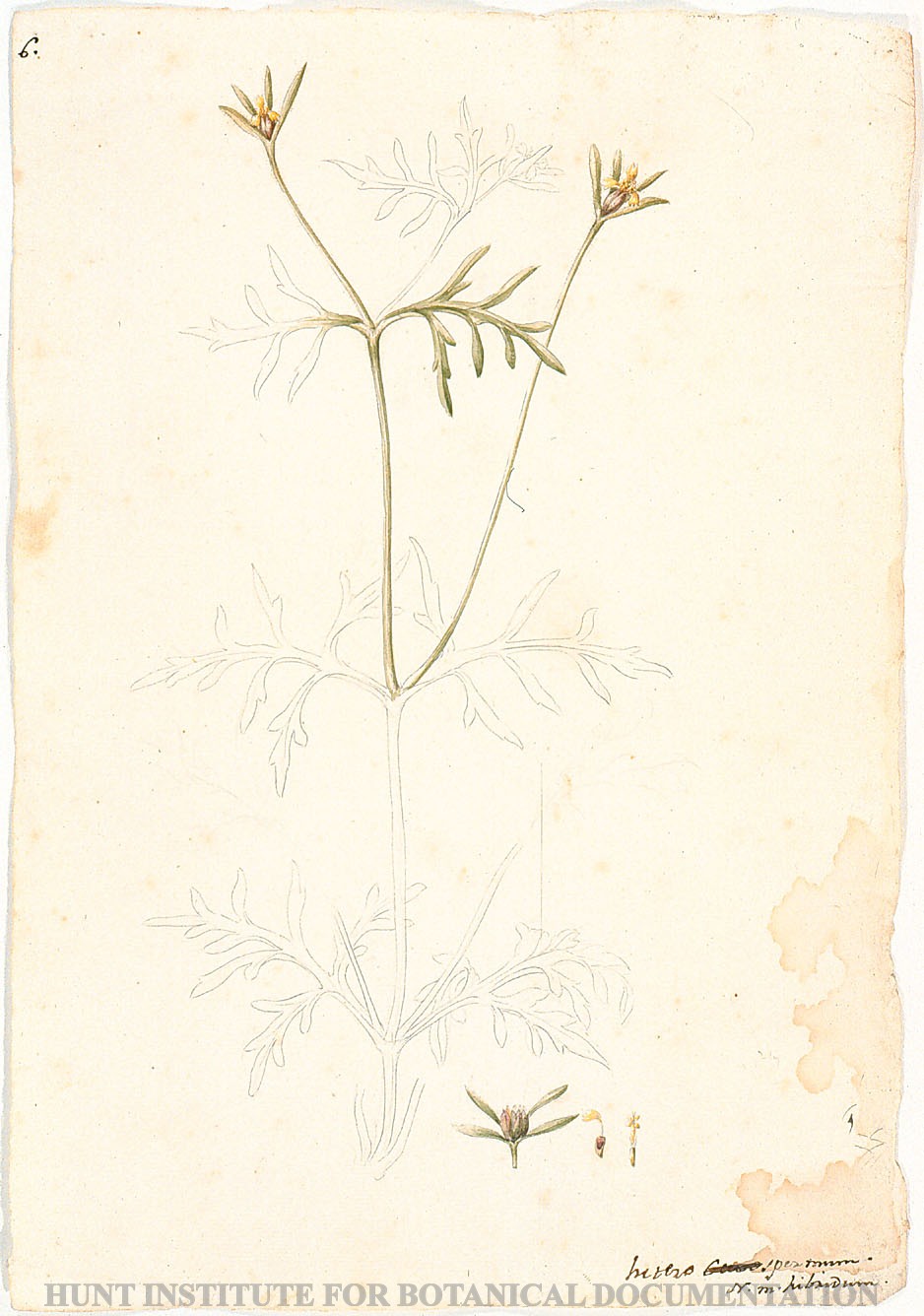 Torner Number 1869