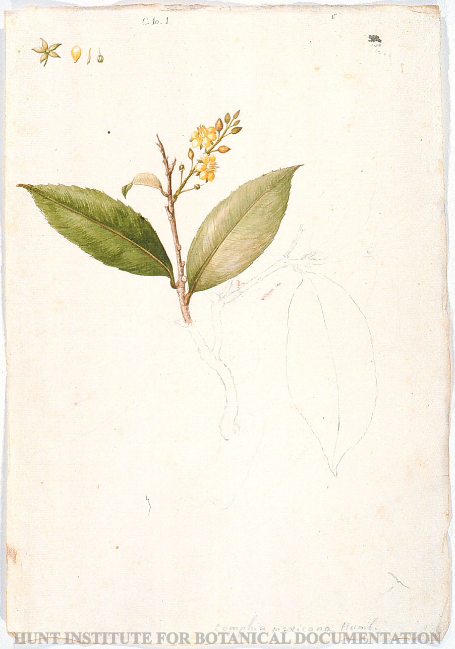 Torner Number 1871