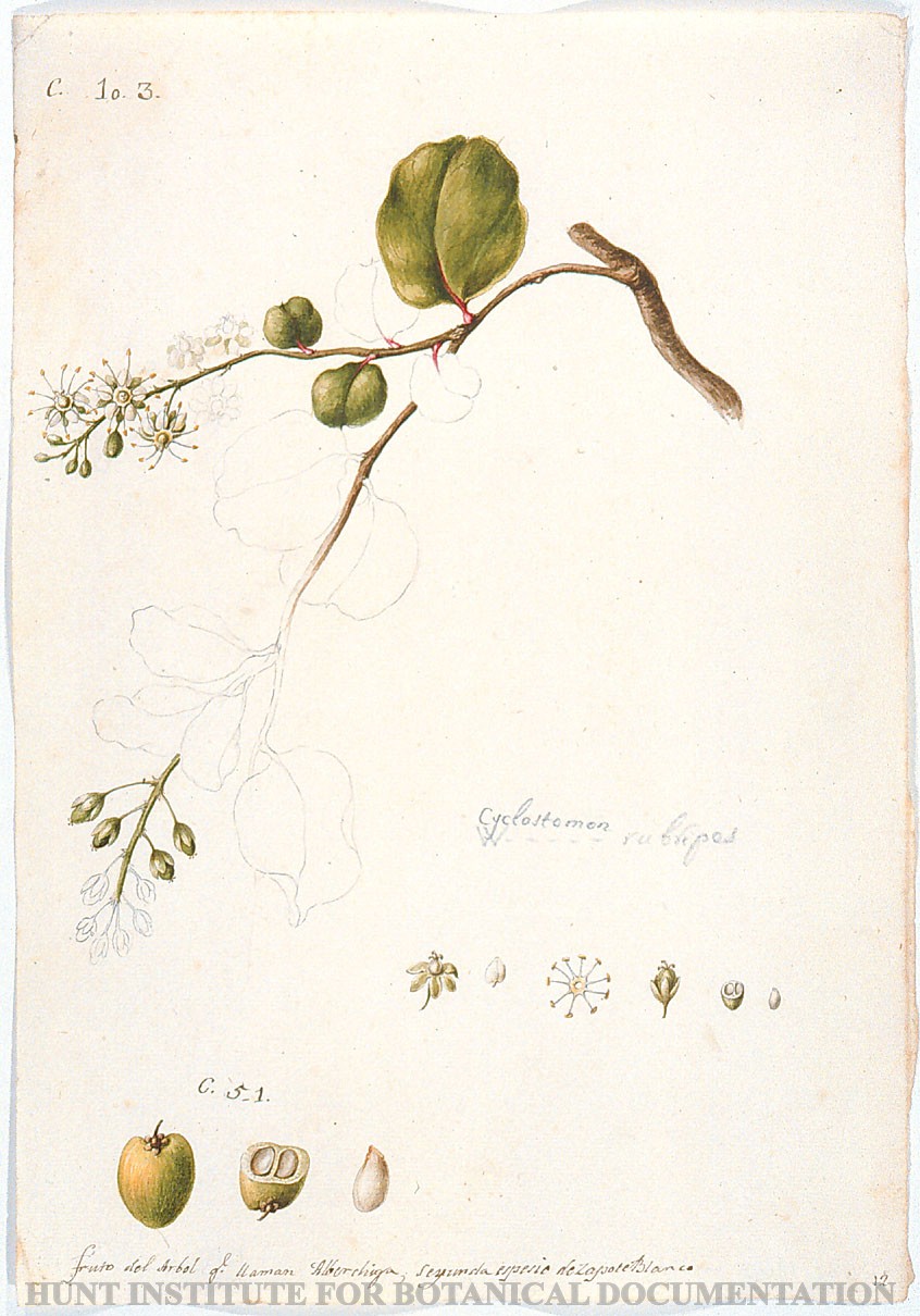 Torner Number 1873