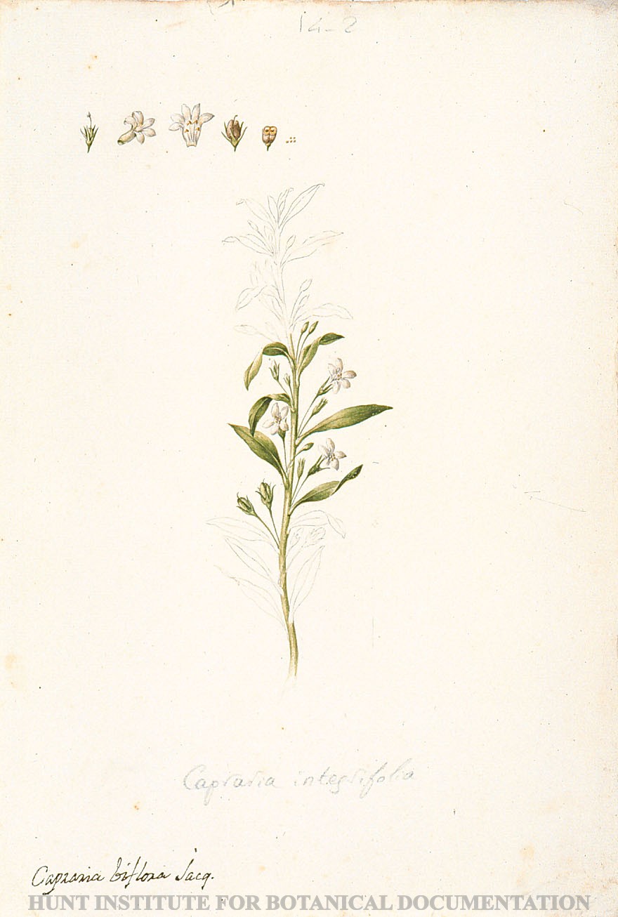 Torner Number 1874