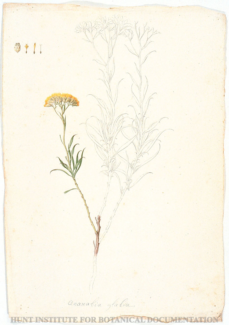 Torner Number 1876