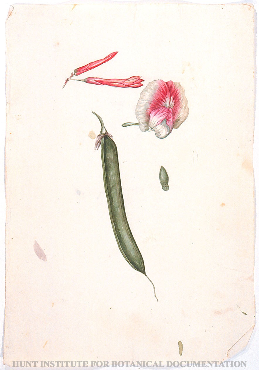 Torner Number 1878