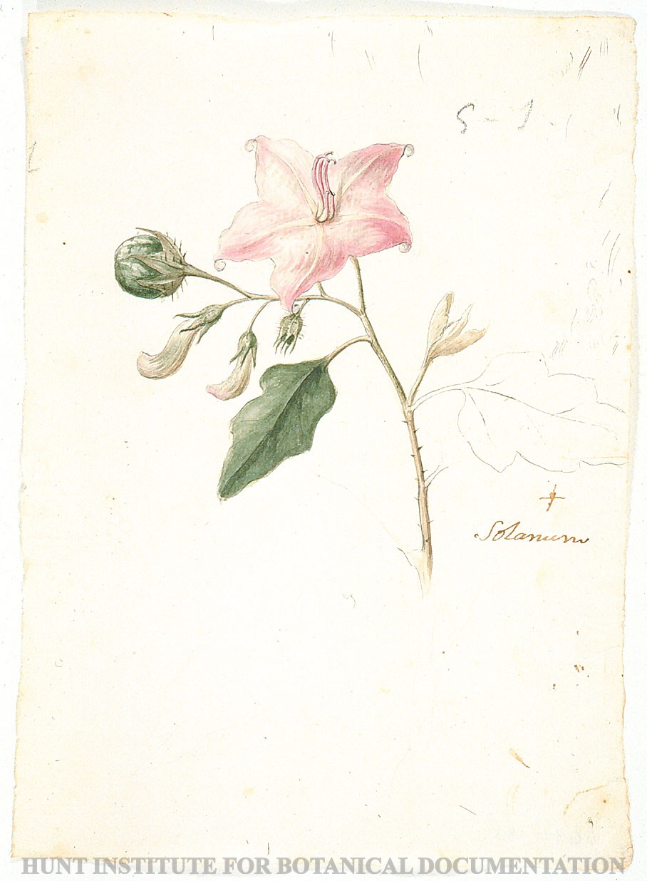 Torner Number 1883