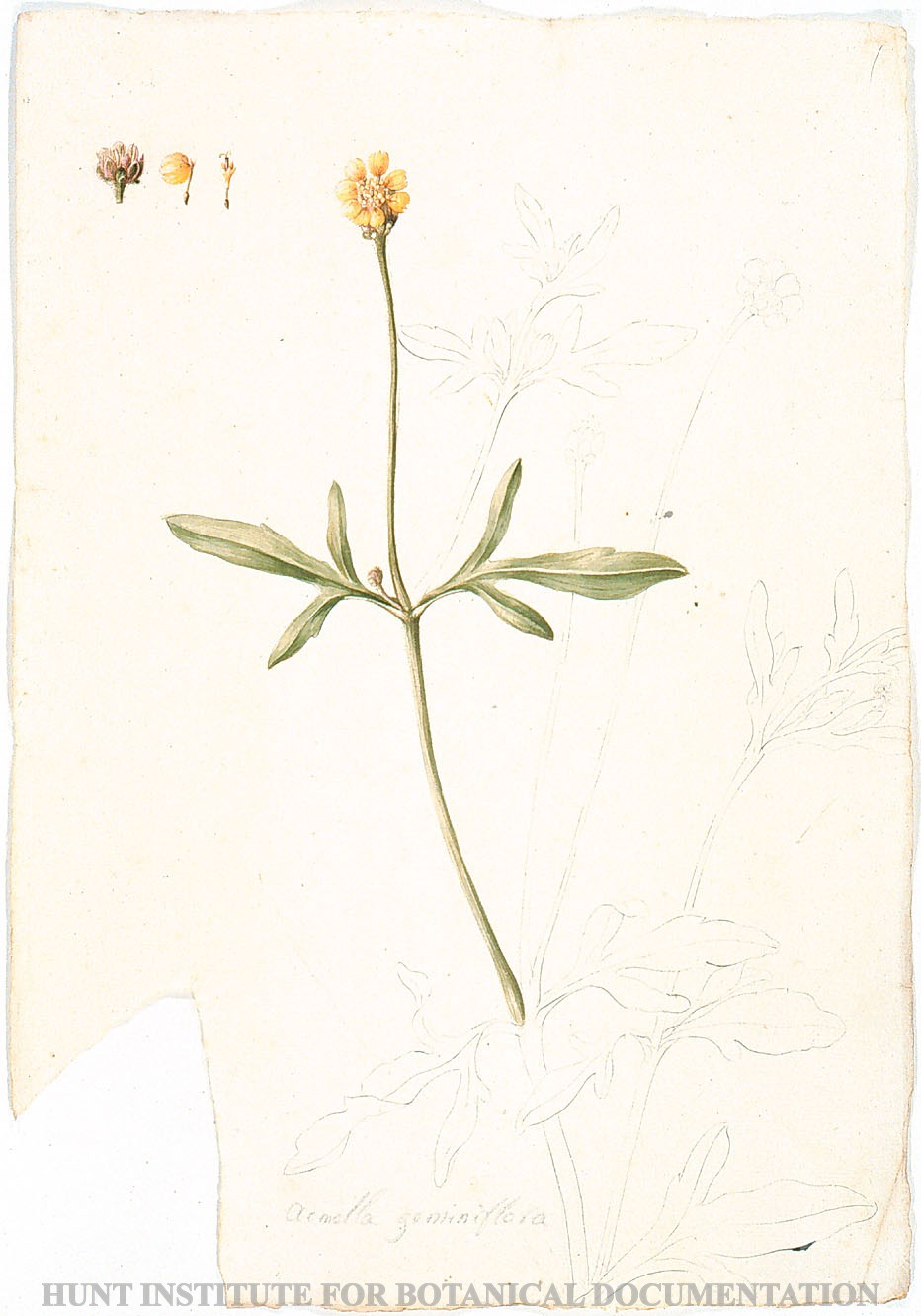 Torner Number 1886
