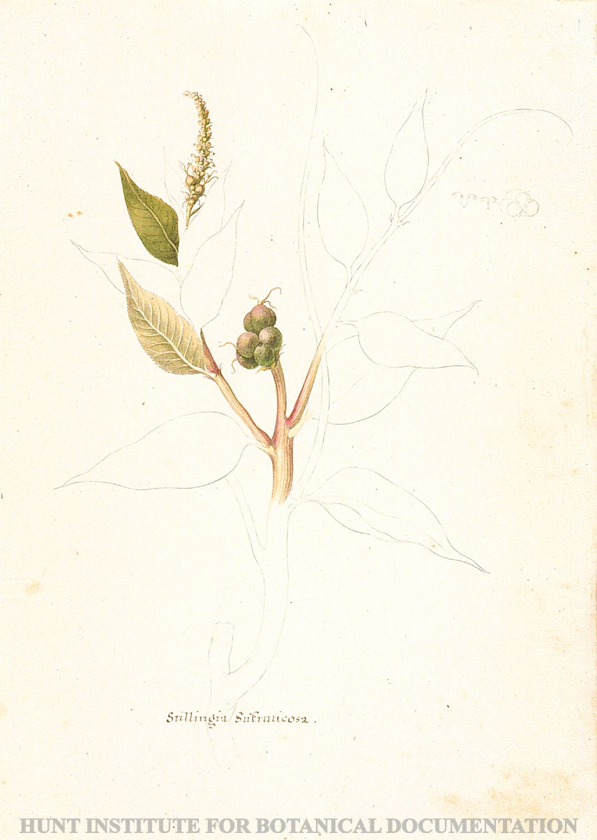Torner Number 1887