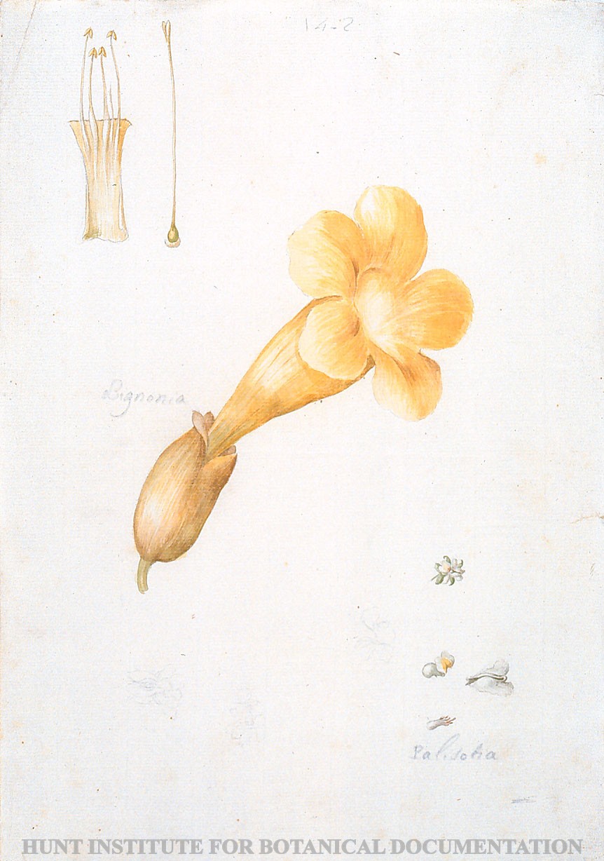Torner Number 1888