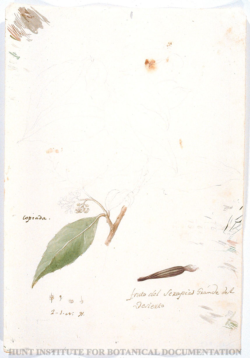 Torner Number 1889