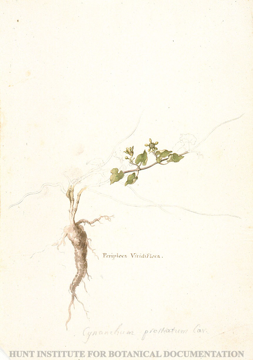 Torner Number 1894