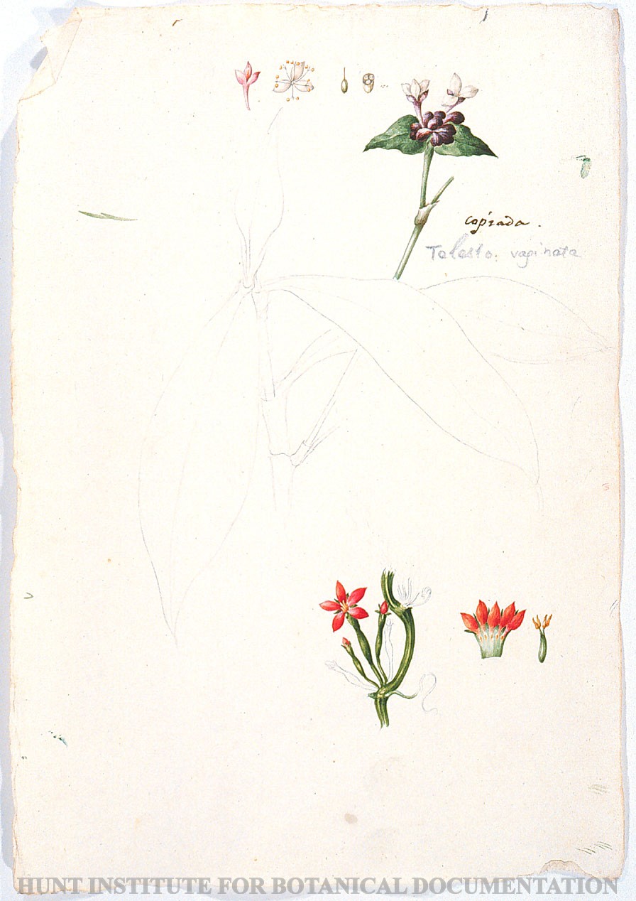 Torner Number 1897