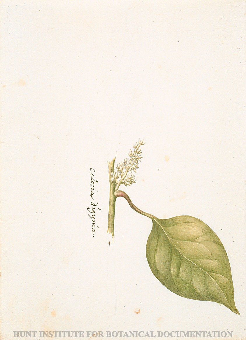 Torner Number 1899