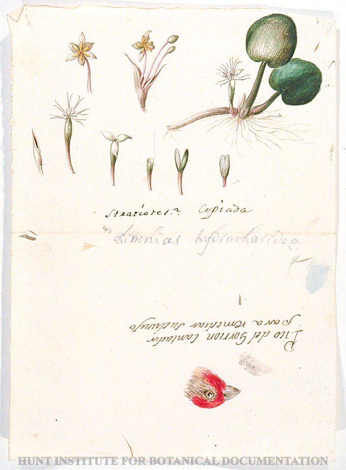 Torner Number 1901