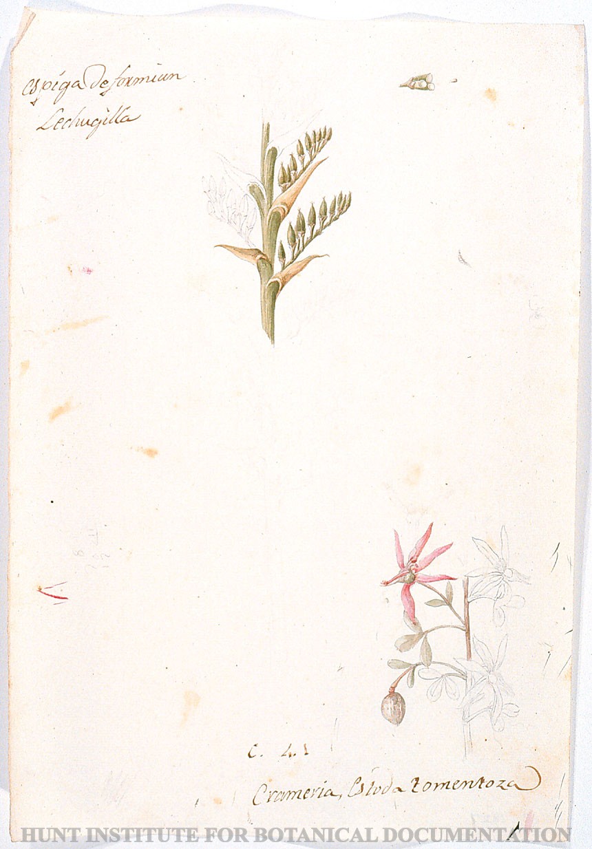 Torner Number 1927